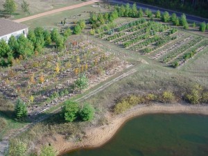 Nursery trees