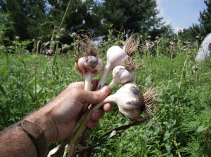 2010 Garlic Harvest 001