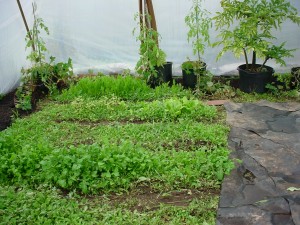 Eco Friendly Greenhouses