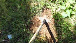 A scuffle hoe can cut off weeds at the soil surface minimizing soil disturbance