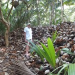 Trees have returned and coconut production is witnessed by this huge pile of husks.