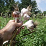 2010 Garlic Harvest