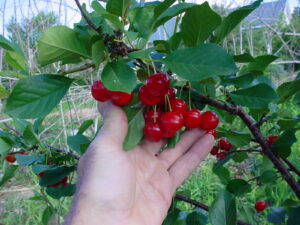 Evans Bali Cherries can be grown in cold climates